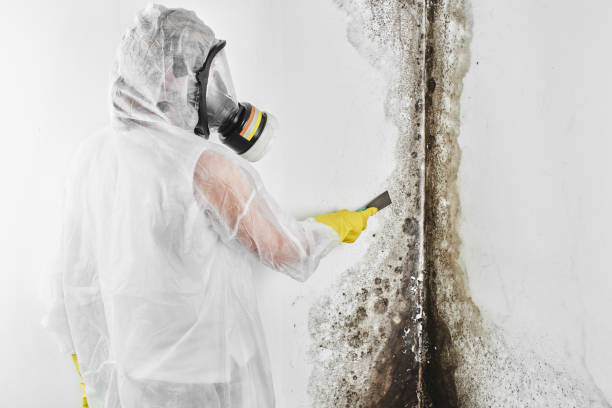 Certified Mold Removal in Dorothy, NJ